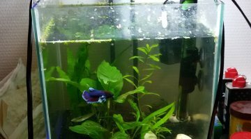 18l betta elephant ear Xerxès