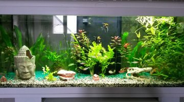 aquatlantis 115
