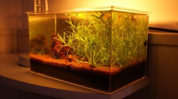 Nano 5,6L