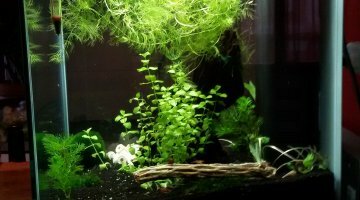 40L crevettes et escargots