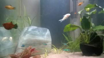 40L eau douce